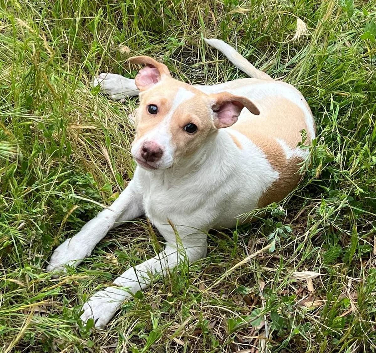 Lola, female puppy Mixed Breed for adoption at Ein Freund fürs Leben e.V., Berlin
