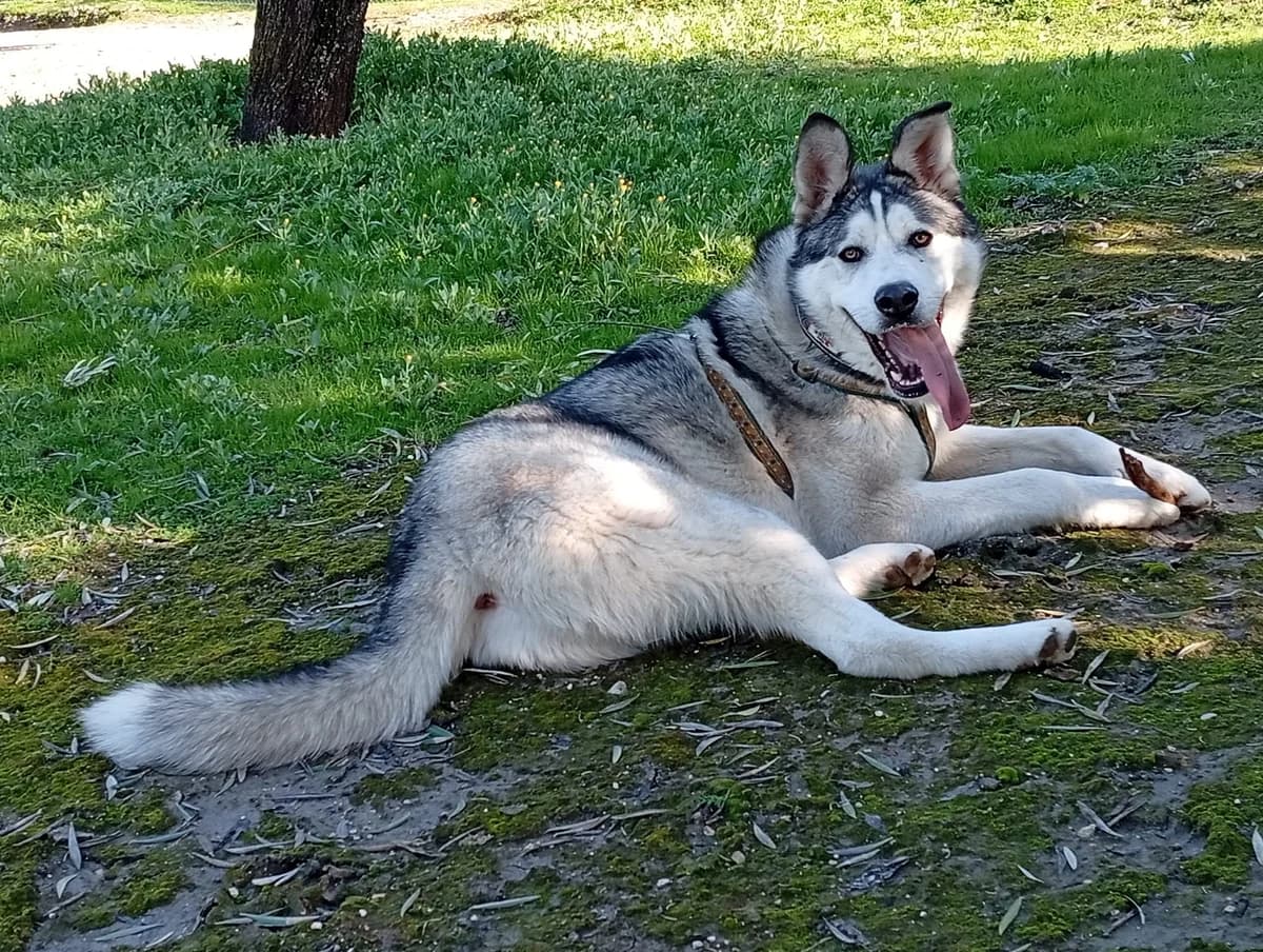 Lope, male young Mixed Breed for adoption at Ein Freund fürs Leben e.V., Berlin