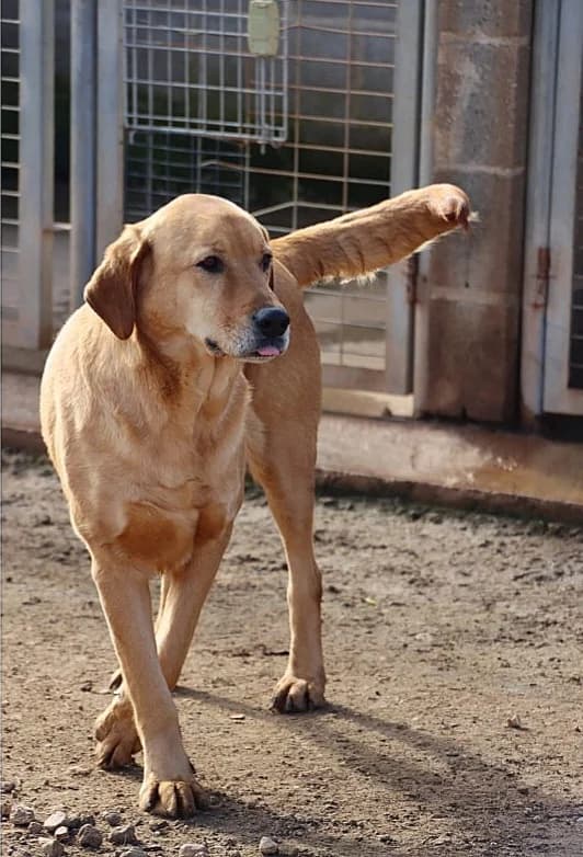 Lotus, male 5yo Mixed Breed for adoption at Ein Freund fürs Leben e.V., Berlin