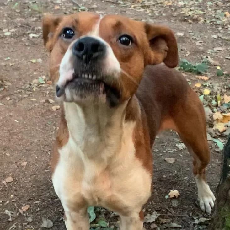 Lucky - VON PRIVAT, male young Mixed Breed for adoption at Ein Freund fürs Leben e.V., Berlin