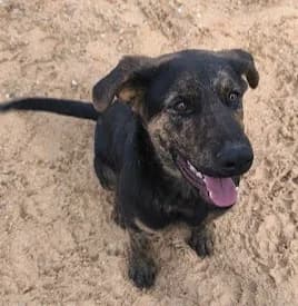 Luison, male young Mixed Breed for adoption at Ein Freund fürs Leben e.V., Berlin