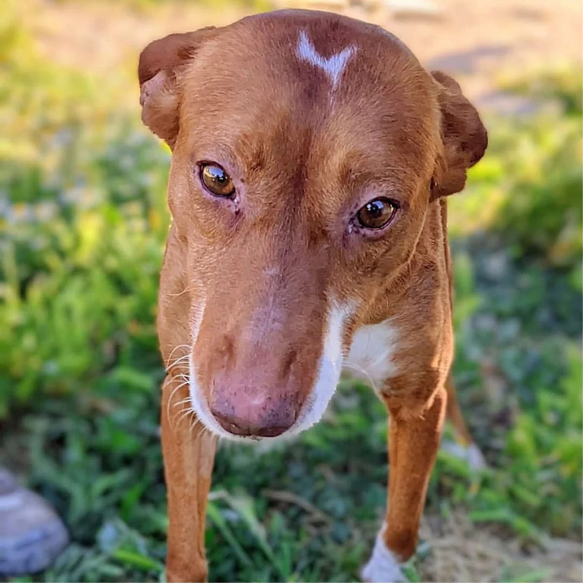 Magdalena, female young Mixed Breed for adoption at Ein Freund fürs Leben e.V., Berlin