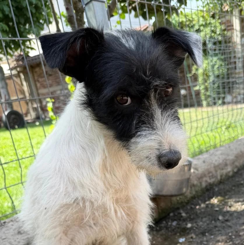 Malina, female young Mixed Breed for adoption at Ein Freund fürs Leben e.V., Berlin