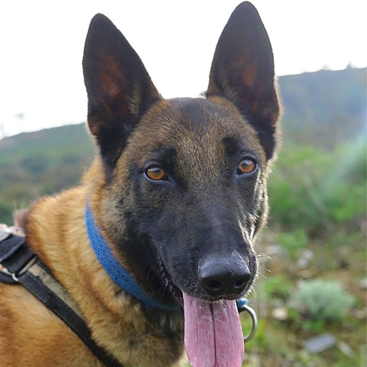 Malli, female young Mixed Breed for adoption at Ein Freund fürs Leben e.V., Berlin