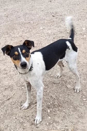 Manchego, male young Mixed Breed for adoption at Ein Freund fürs Leben e.V., Berlin