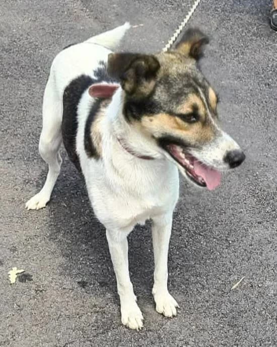 Maraya, female young Mixed Breed for adoption at Ein Freund fürs Leben e.V., Berlin