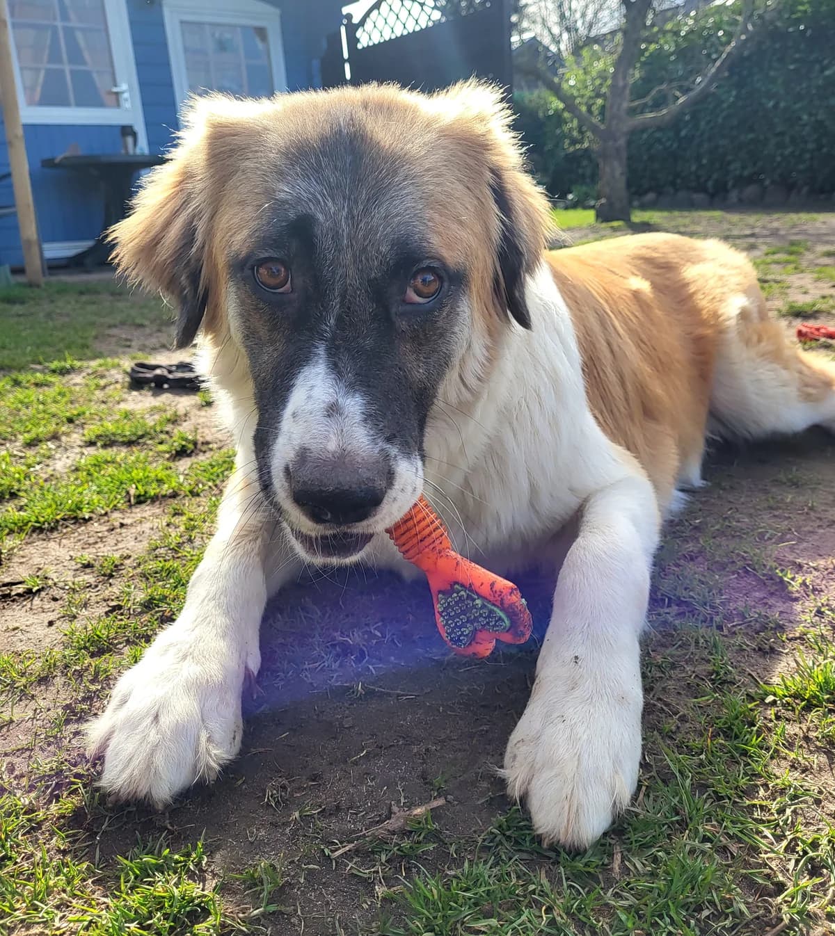 Martin, male 4yo Mixed Breed for adoption at Ein Freund fürs Leben e.V., Berlin