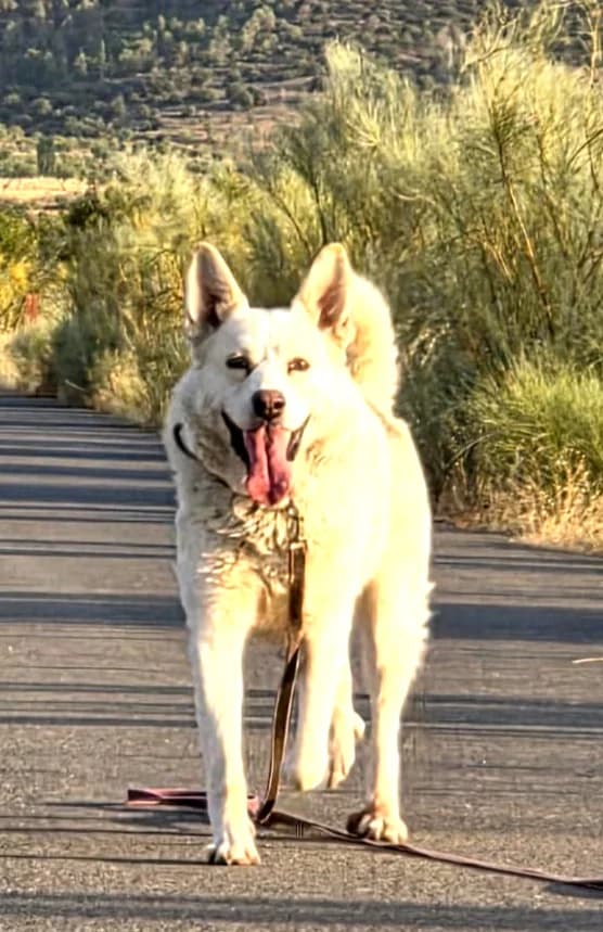 Matias - VON PRIVAT, male 4yo Alaskan Malamute for adoption at Ein Freund fürs Leben e.V., Berlin