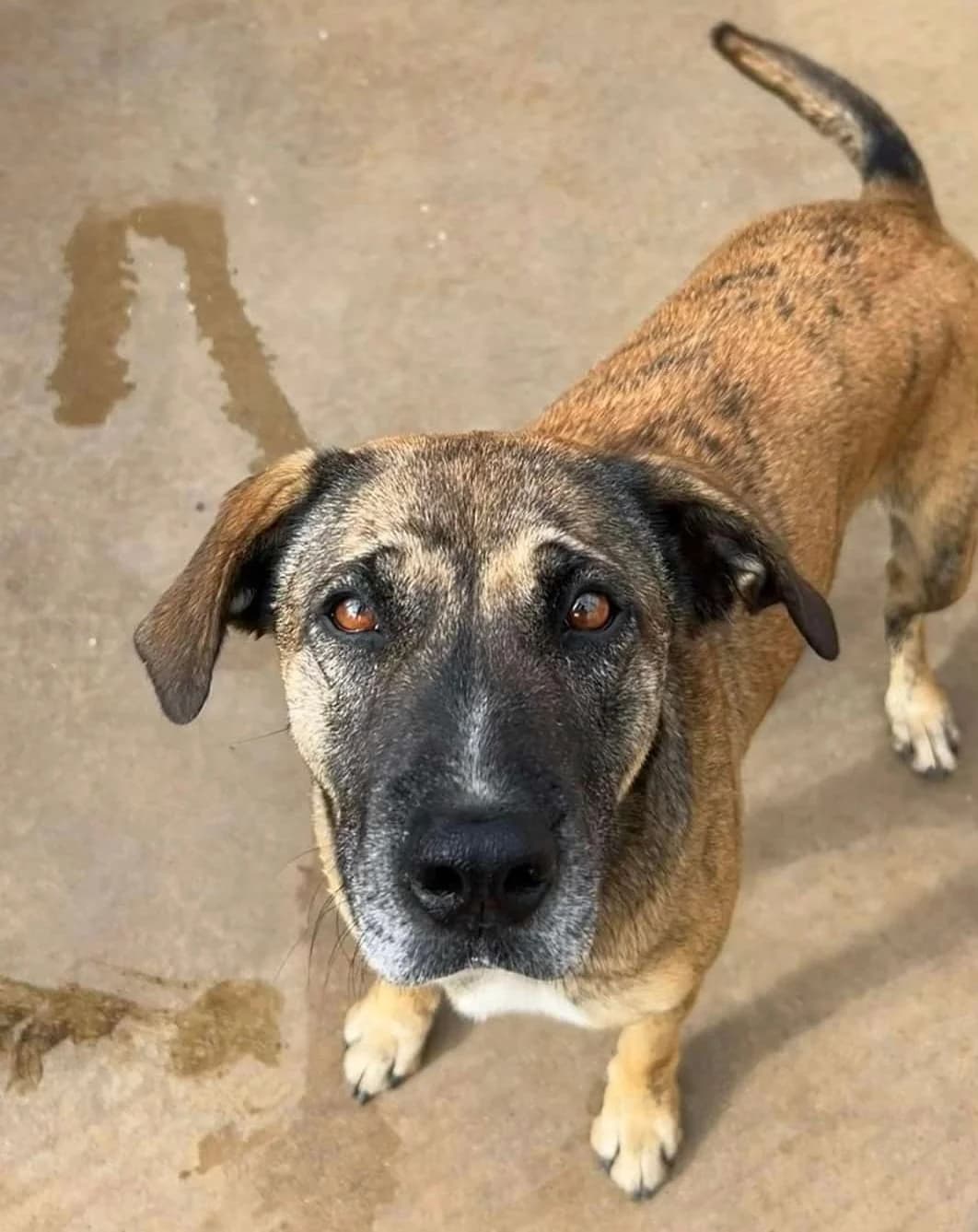 Merak, female 6yo Mixed Breed for adoption at Ein Freund fürs Leben e.V., Berlin