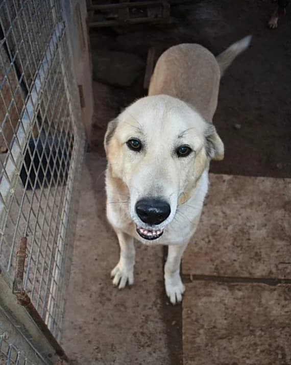 Mesto, male senior Mixed Breed for adoption at Ein Freund fürs Leben e.V., Berlin