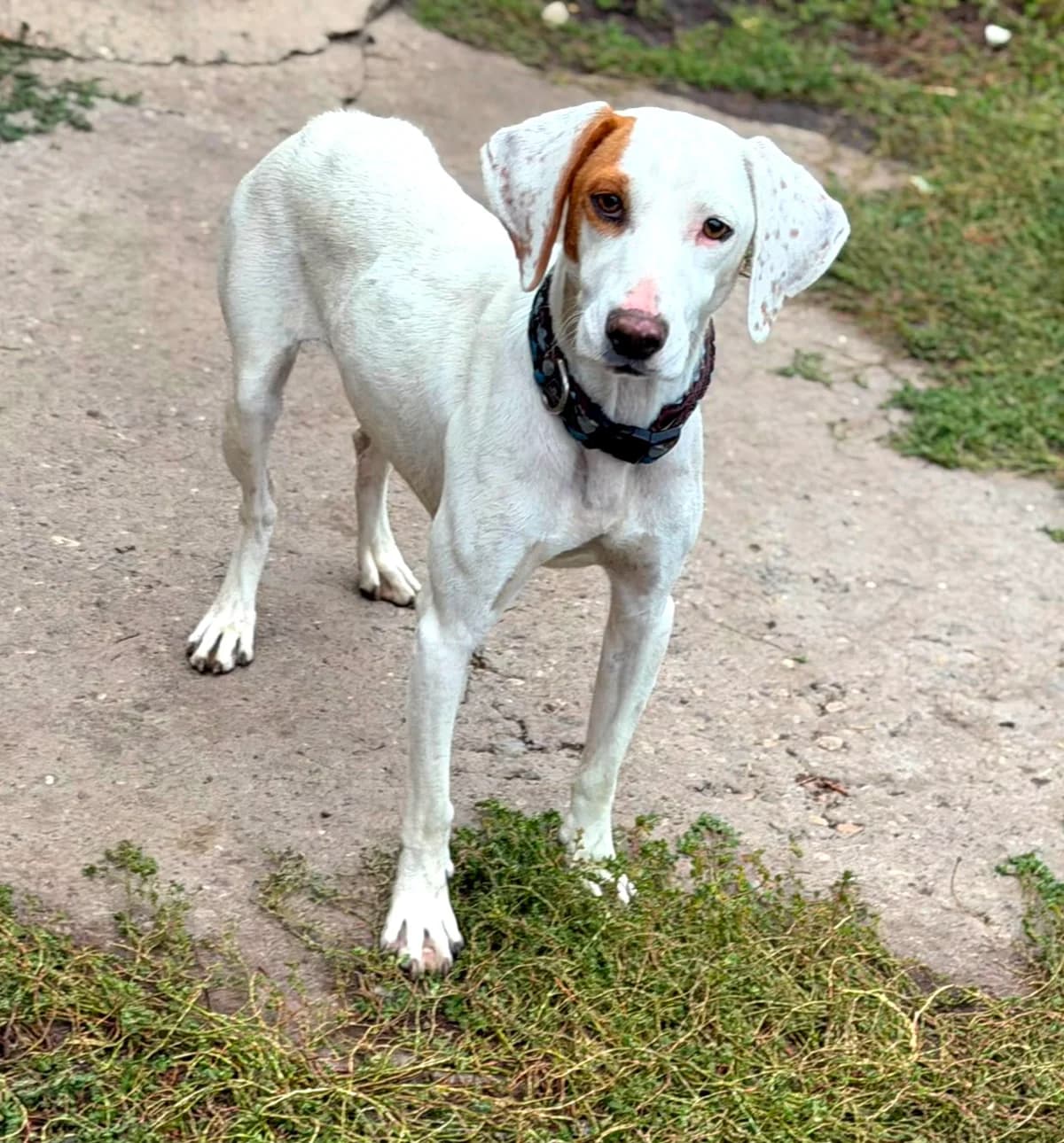 Mika, female young Mixed Breed for adoption at Ein Freund fürs Leben e.V., Berlin