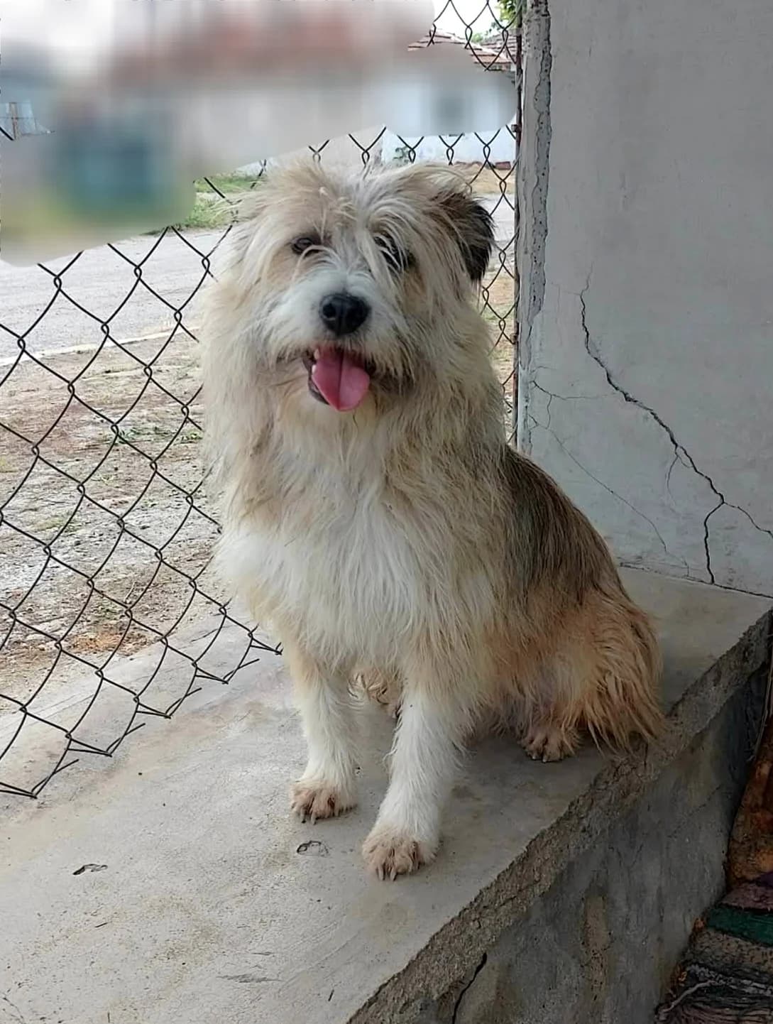 Milo, male 3yo Mixed Breed for adoption at Ein Freund fürs Leben e.V., Berlin