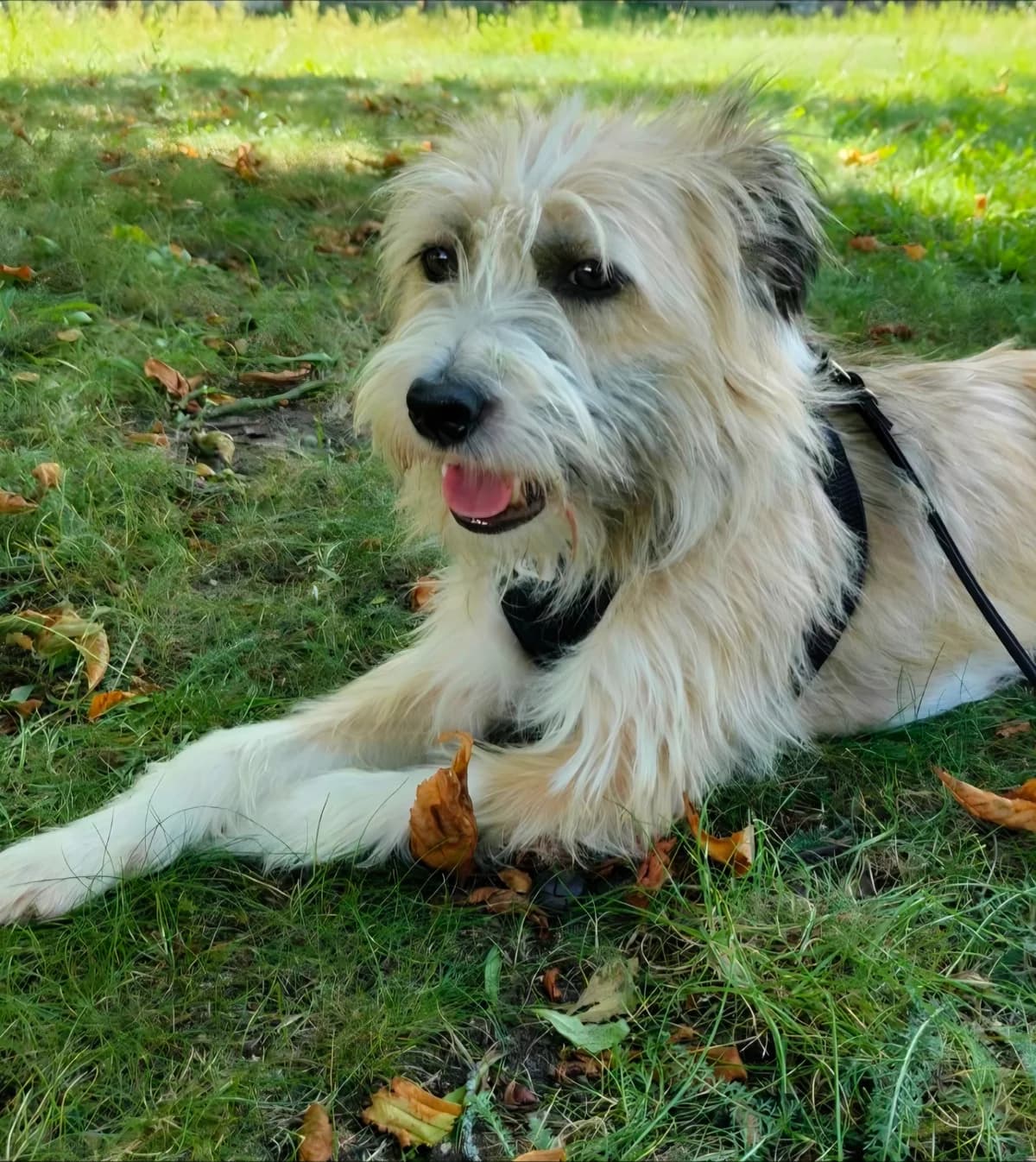 Milo, male 3yo Mixed Breed for adoption at Ein Freund fürs Leben e.V., Berlin