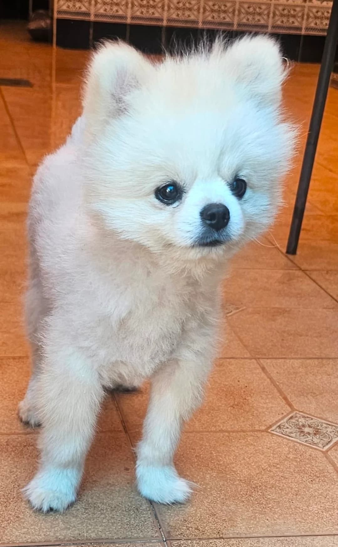 Milosch, male puppy Mixed Breed for adoption at Ein Freund fürs Leben e.V., Berlin