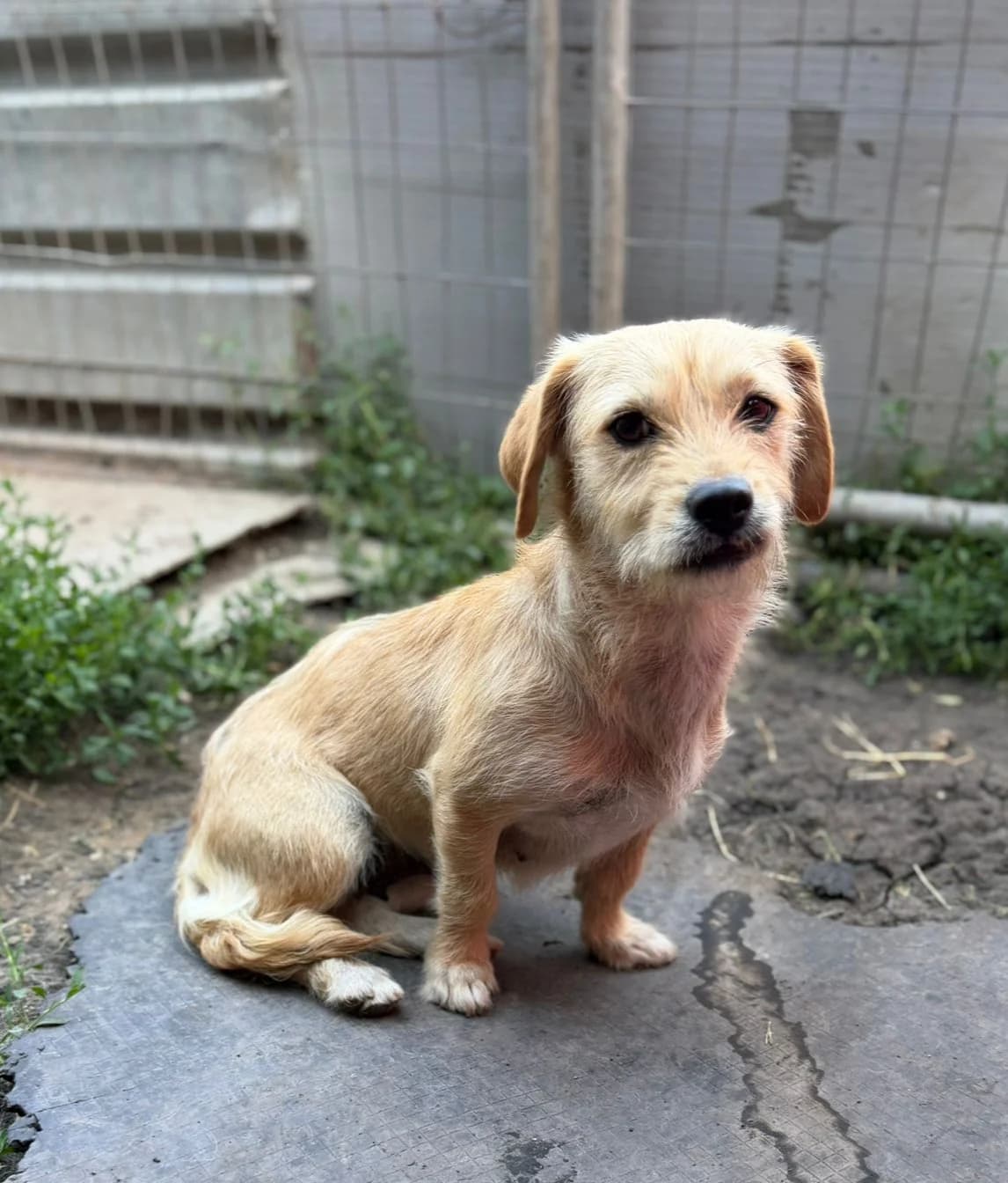 Moon, female young Mixed Breed for adoption at Ein Freund fürs Leben e.V., Berlin