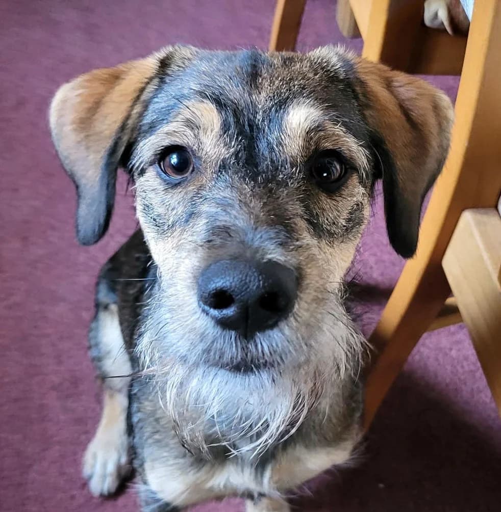 Muffin, male young Mixed Breed for adoption at Ein Freund fürs Leben e.V., Berlin