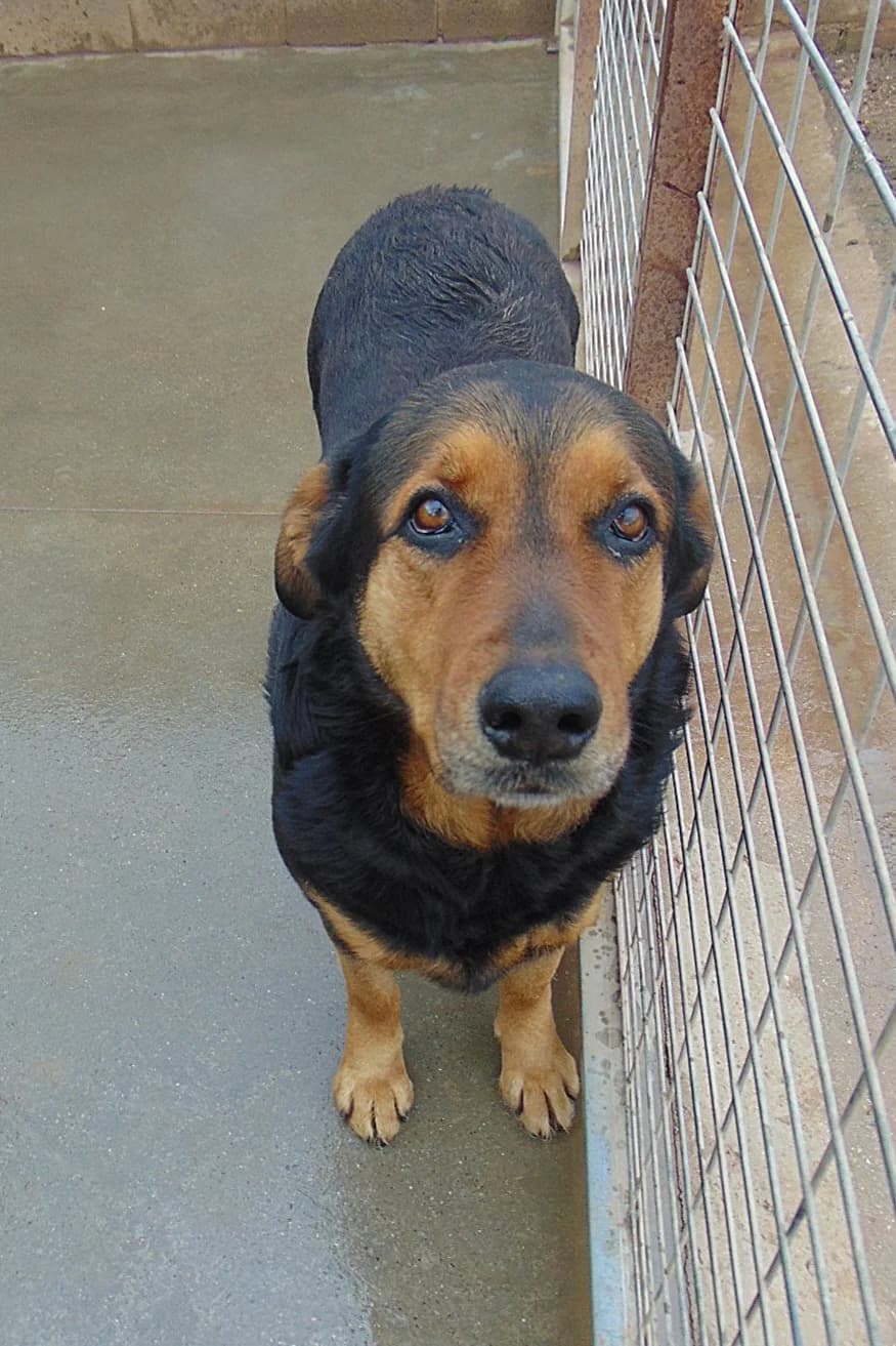 Mumy, female senior Mixed Breed for adoption at Ein Freund fürs Leben e.V., Berlin