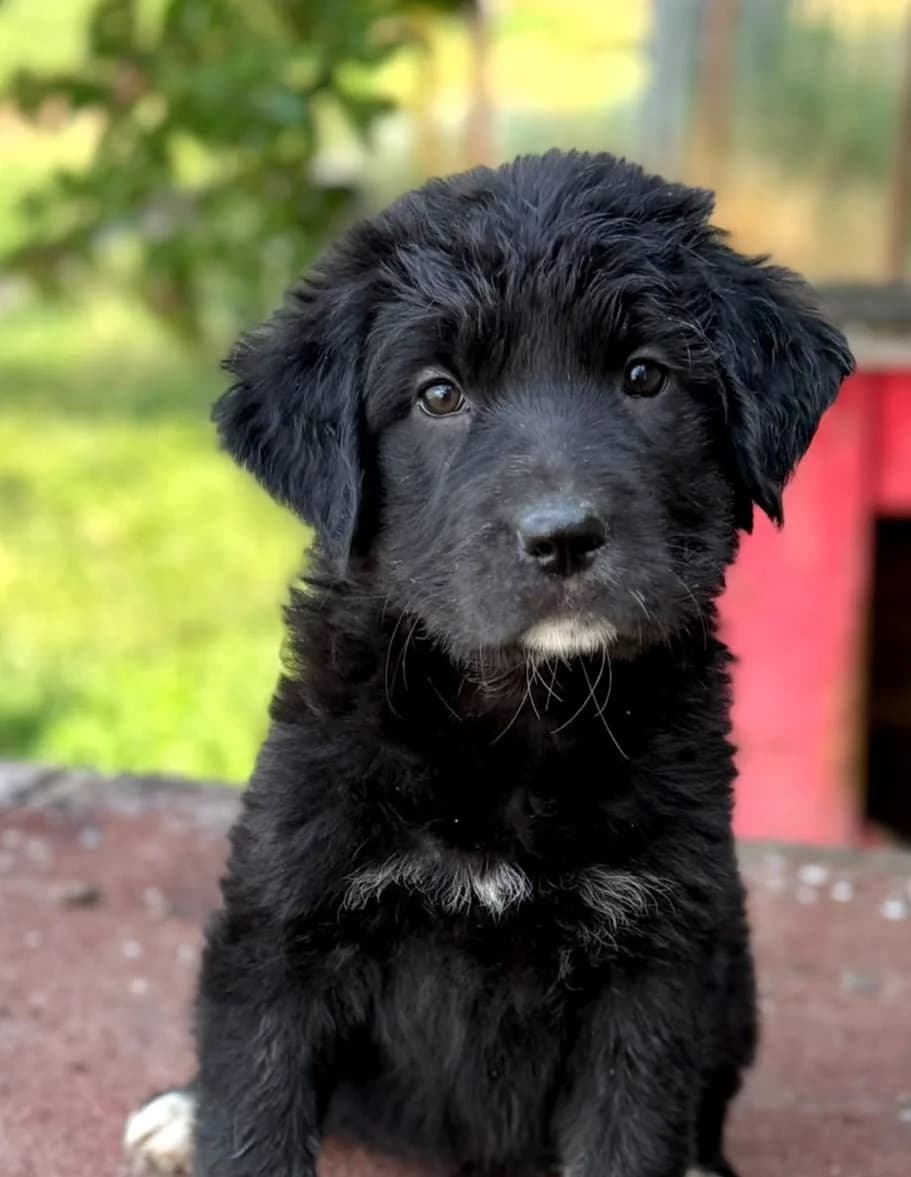 Nala, female puppy Mixed Breed for adoption at Ein Freund fürs Leben e.V., Berlin