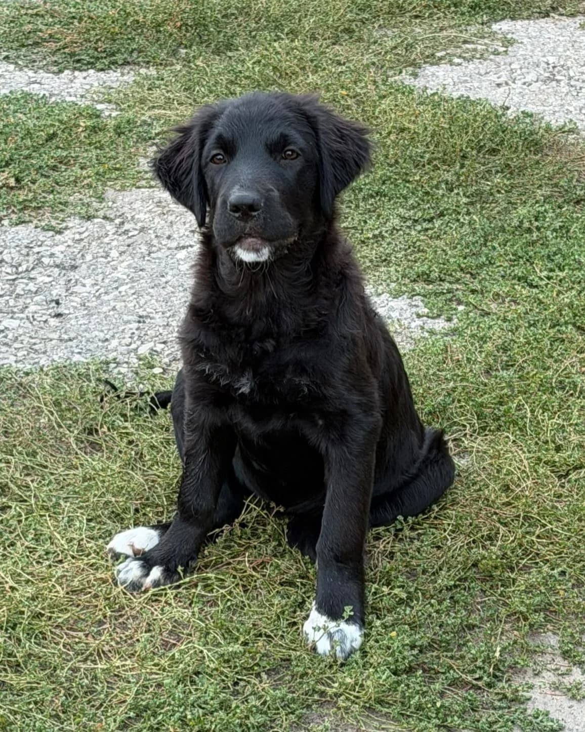 Nala, female puppy Mixed Breed for adoption at Ein Freund fürs Leben e.V., Berlin
