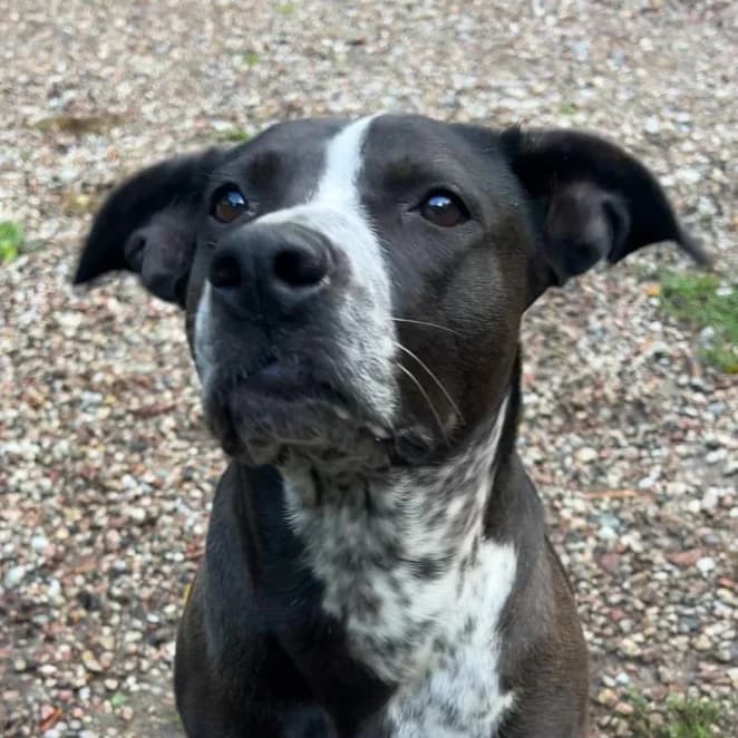 Nala II - VON PRIVAT, female 6yo Mixed Breed for adoption at Ein Freund fürs Leben e.V., Berlin