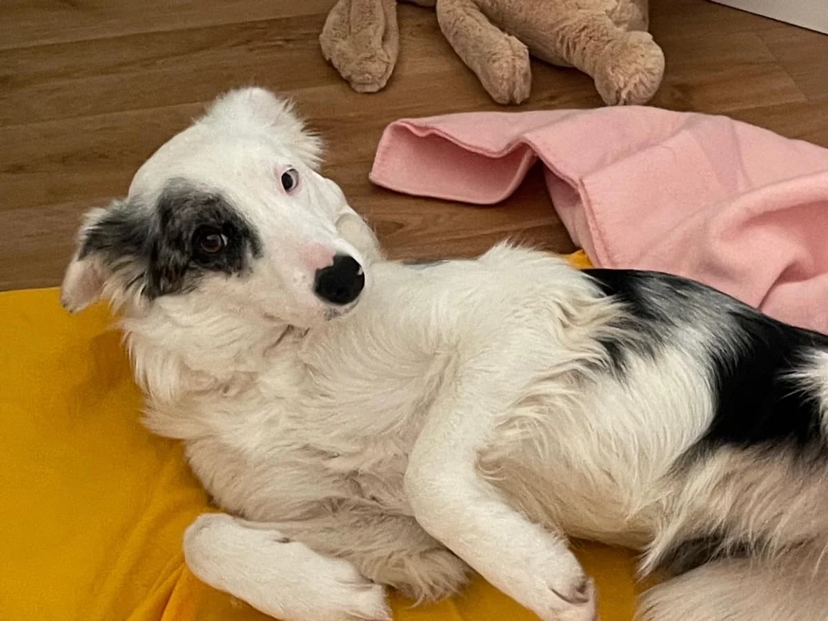 Nica, female 4yo Mixed Breed for adoption at Ein Freund fürs Leben e.V., Berlin
