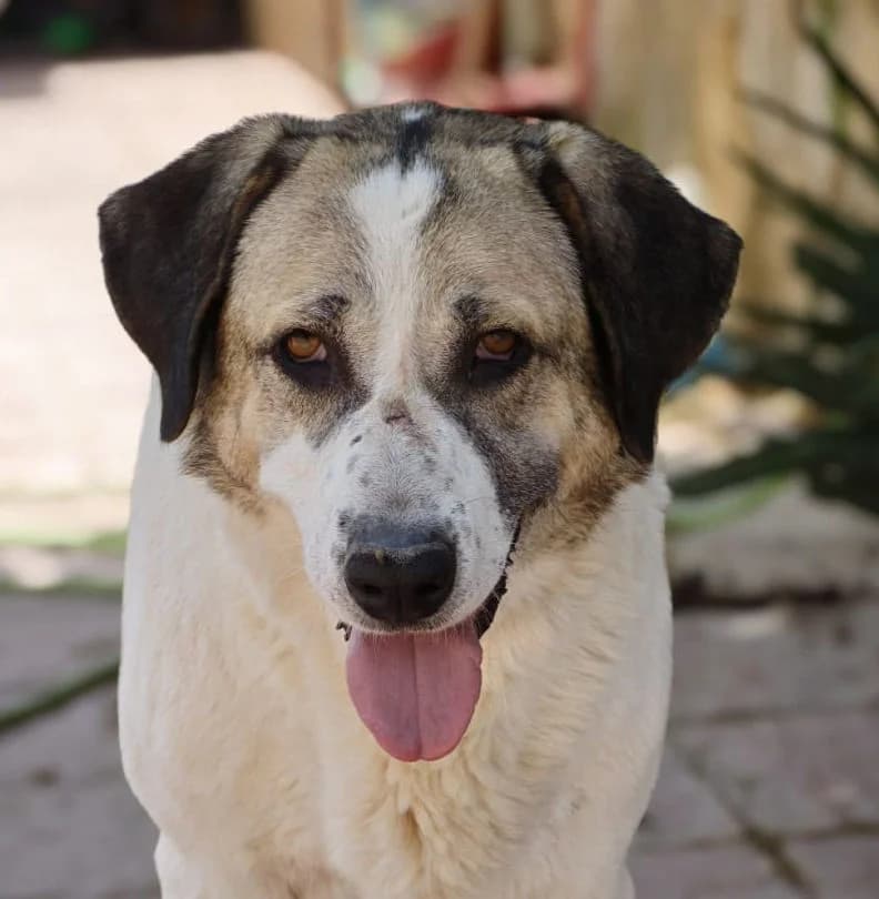 Nina, female 5yo Mixed Breed for adoption at Ein Freund fürs Leben e.V., Berlin