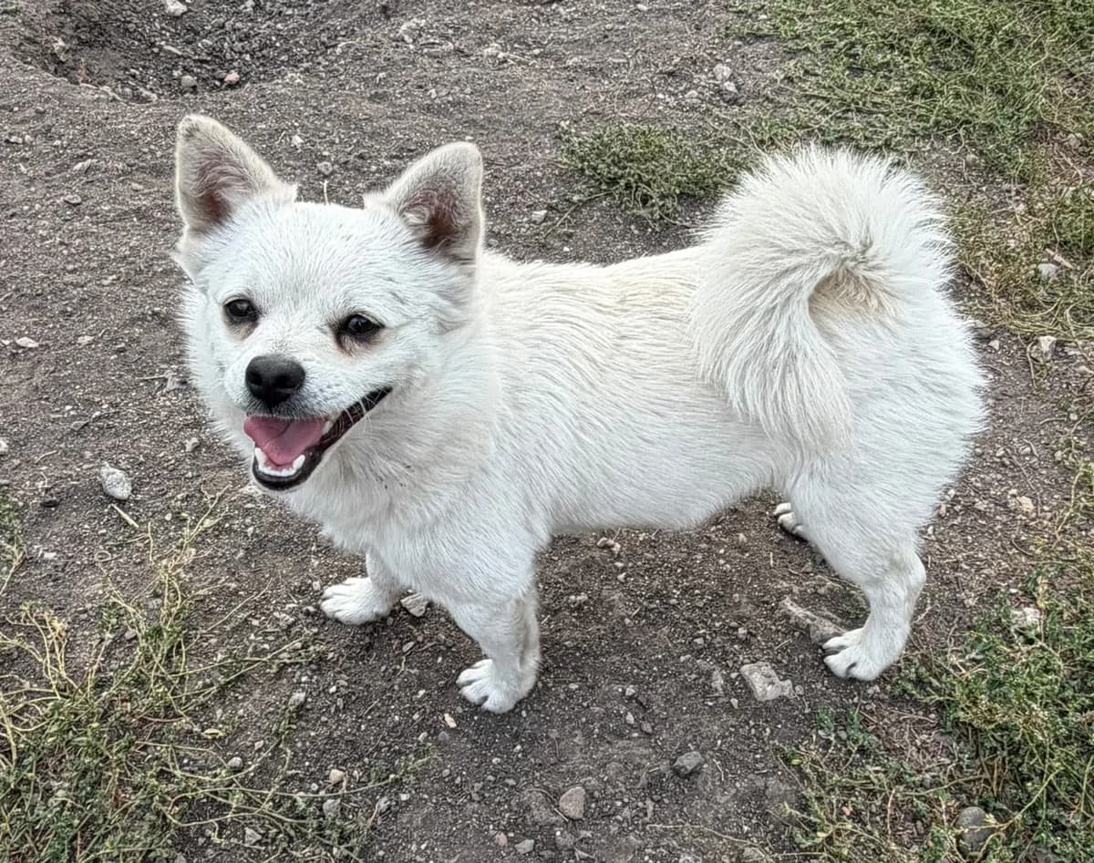 Ollie, male young Mixed Breed for adoption at Ein Freund fürs Leben e.V., Berlin