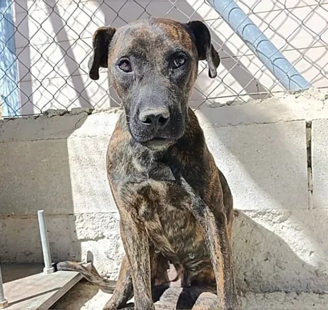 Paula, female young Mixed Breed for adoption at Ein Freund fürs Leben e.V., Berlin