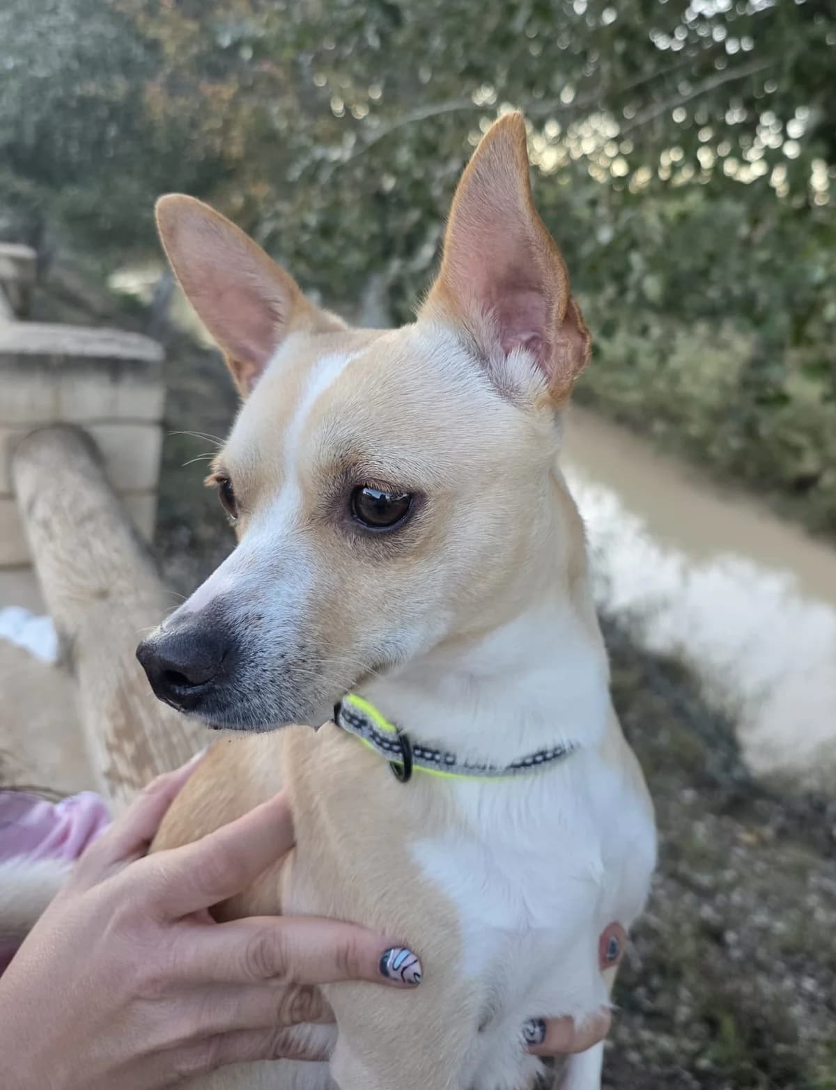 Pete, male young Mixed Breed for adoption at Ein Freund fürs Leben e.V., Berlin