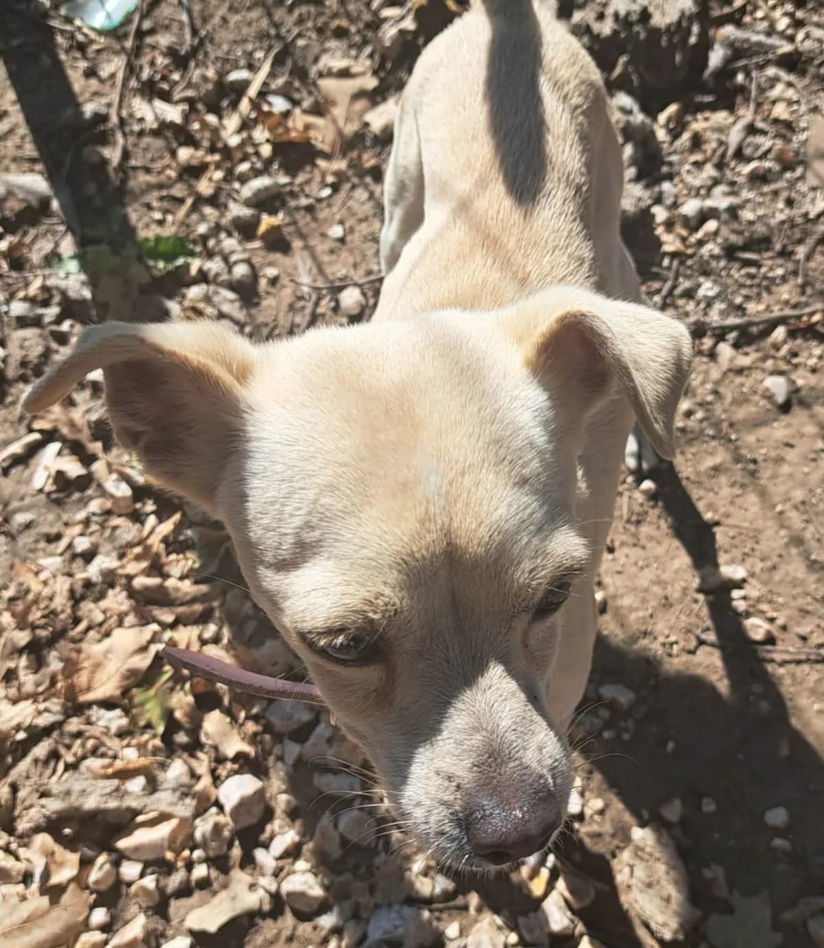 Pipo, male 7yo Mixed Breed for adoption at Ein Freund fürs Leben e.V., Berlin