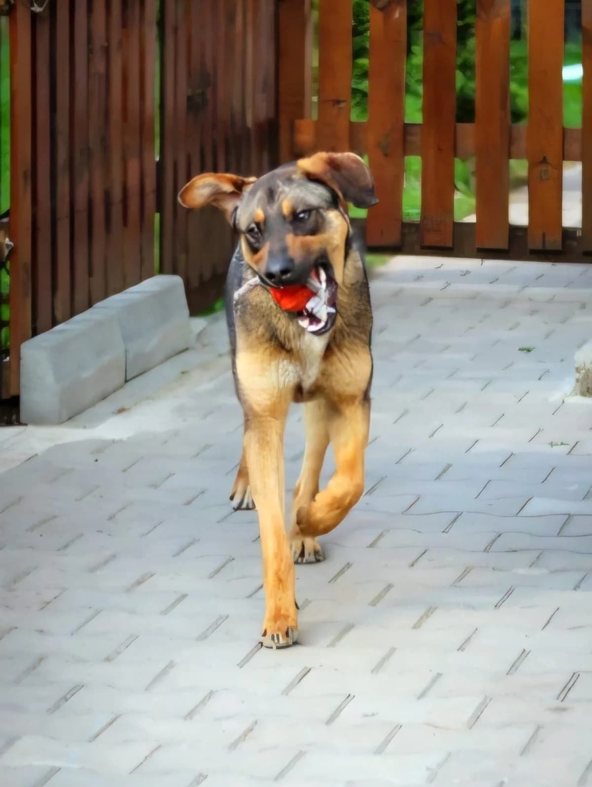 Pirin, male young Mixed Breed for adoption at Ein Freund fürs Leben e.V., Berlin