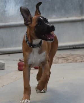 Pluto, male Mixed Breed for adoption at Ein Freund fürs Leben e.V., Berlin