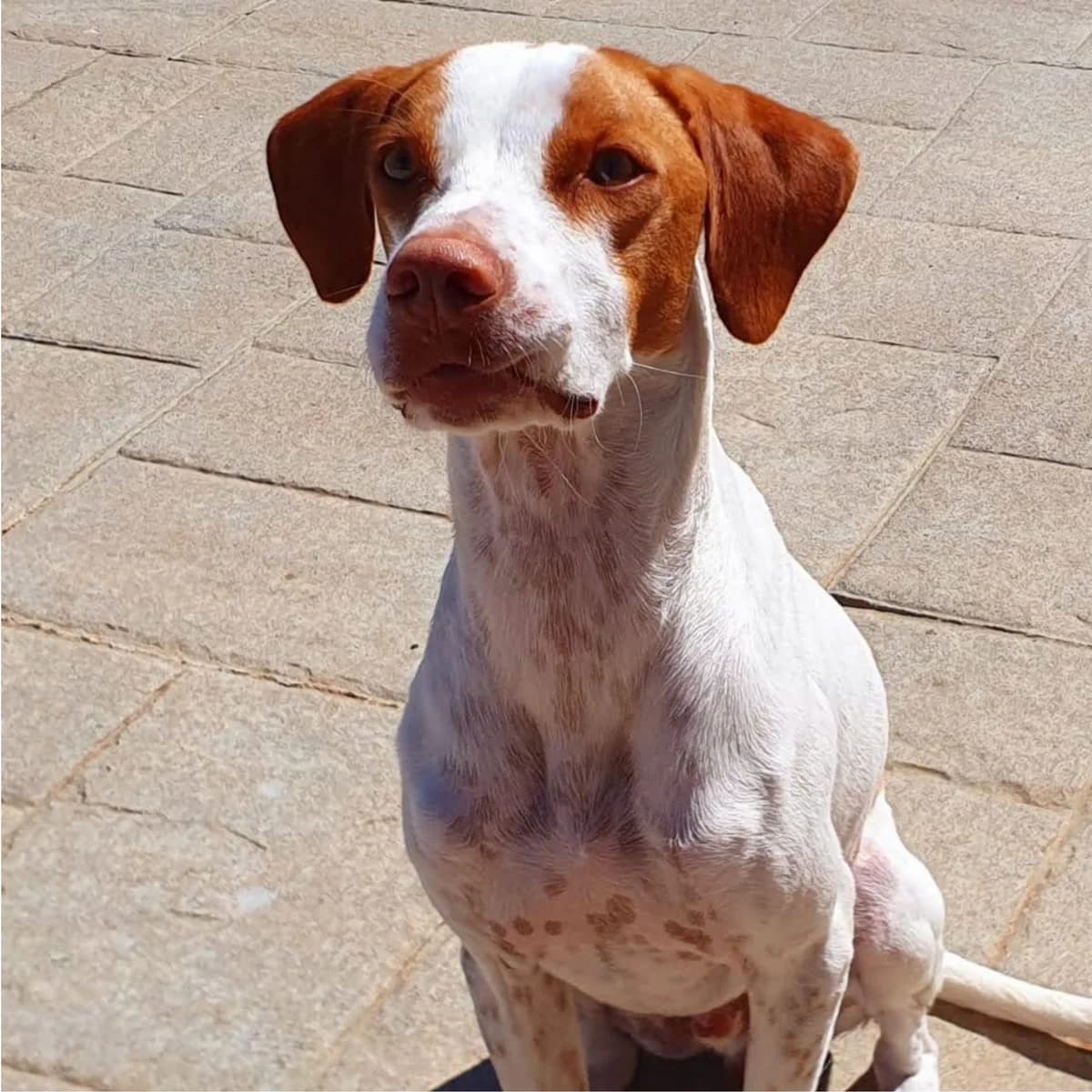 Pointy, male 4yo Mixed Breed for adoption at Ein Freund fürs Leben e.V., Berlin