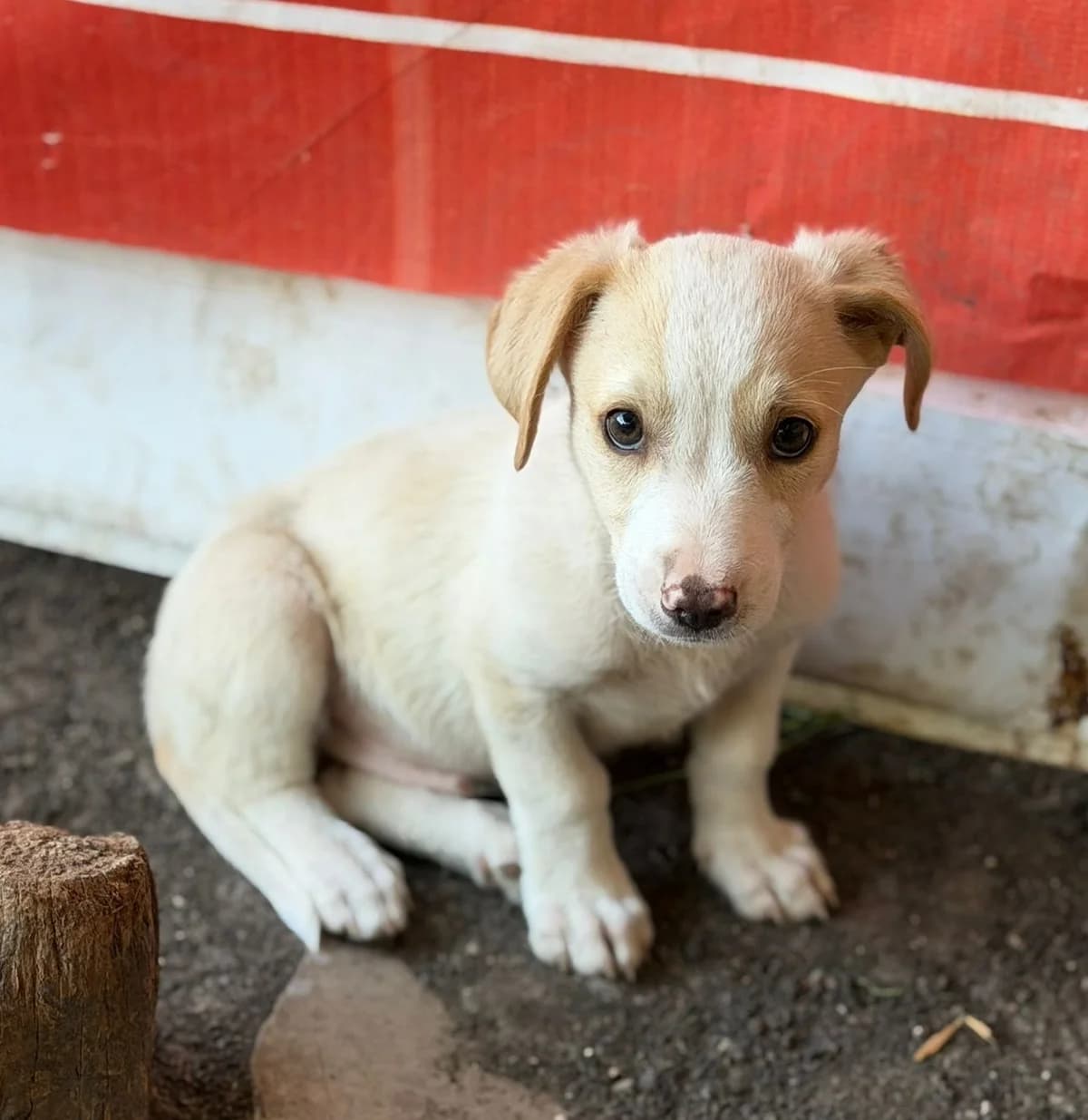 Pollux, male puppy Mixed Breed for adoption at Ein Freund fürs Leben e.V., Berlin