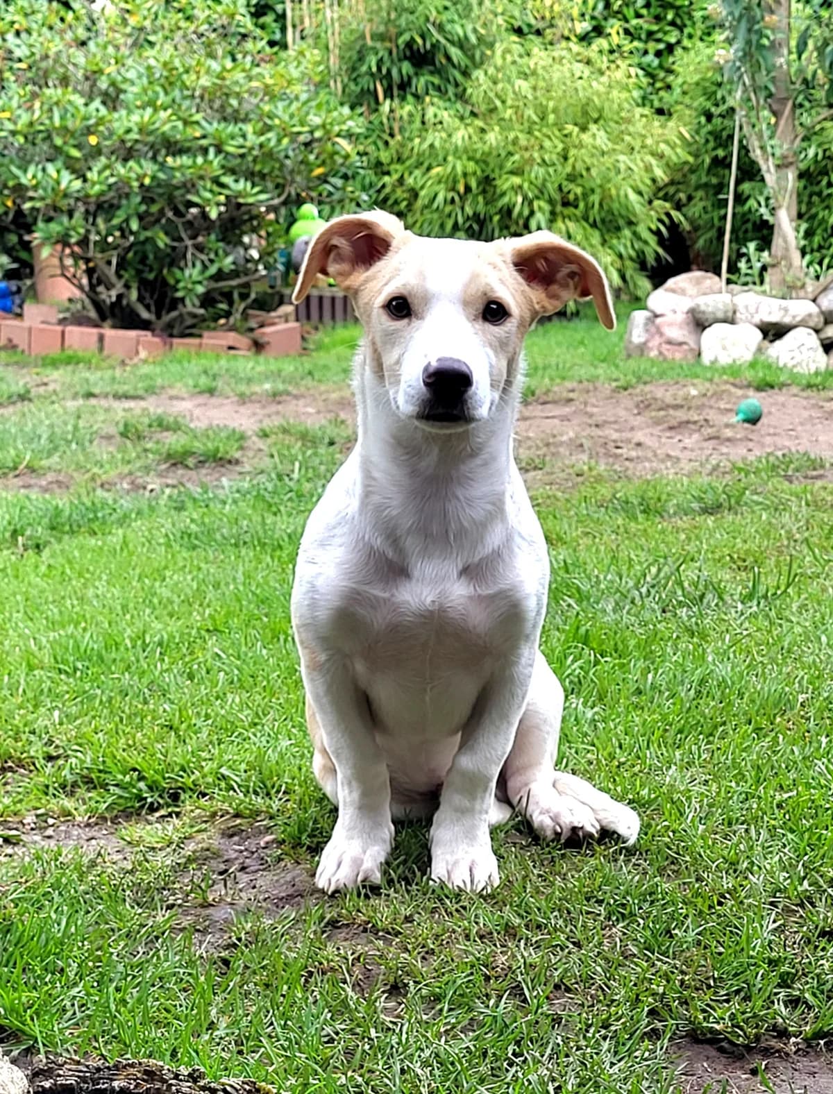 Pollux, male puppy Mixed Breed for adoption at Ein Freund fürs Leben e.V., Berlin