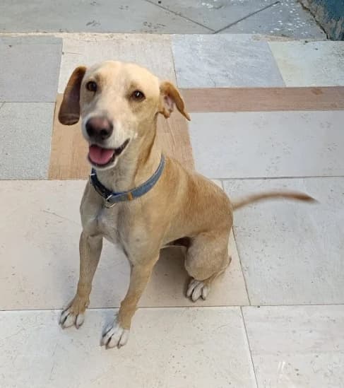 Pomelo, male 3yo Mixed Breed for adoption at Ein Freund fürs Leben e.V., Berlin