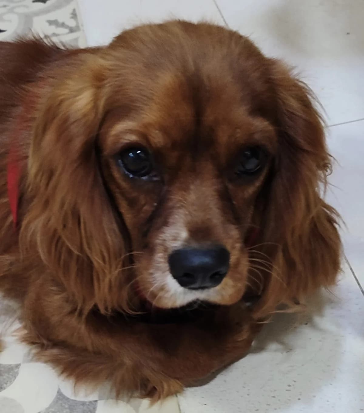 Poppy, male young Mixed Breed for adoption at Ein Freund fürs Leben e.V., Berlin