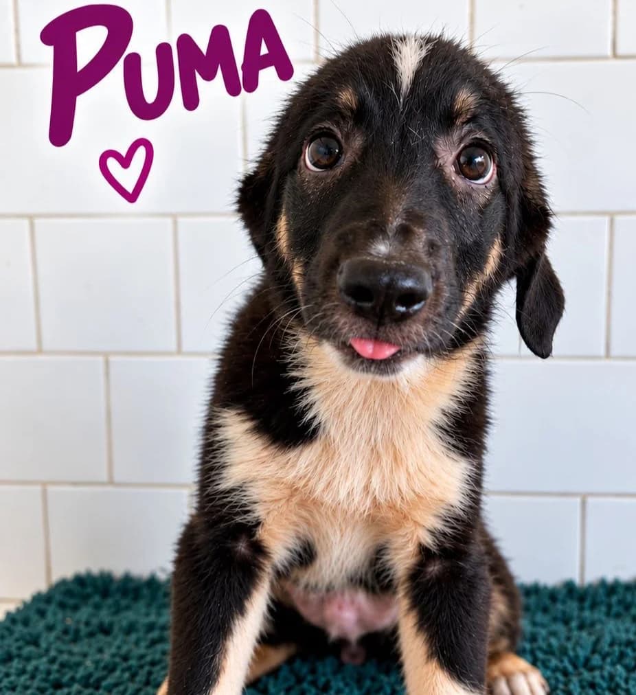 Puma, female puppy Mixed Breed for adoption at Ein Freund fürs Leben e.V., Berlin