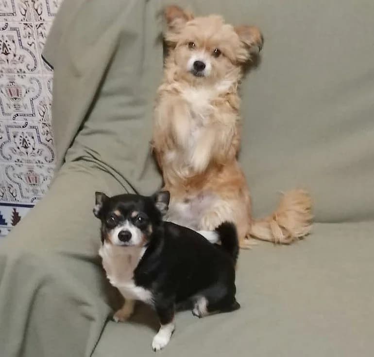 Pumuki & Raspu, male 7yo Mixed Breed for adoption at Ein Freund fürs Leben e.V., Berlin