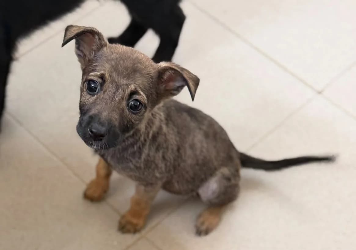 Queenie - VON PRIVAT, female puppy Mixed Breed for adoption at Ein Freund fürs Leben e.V., Berlin