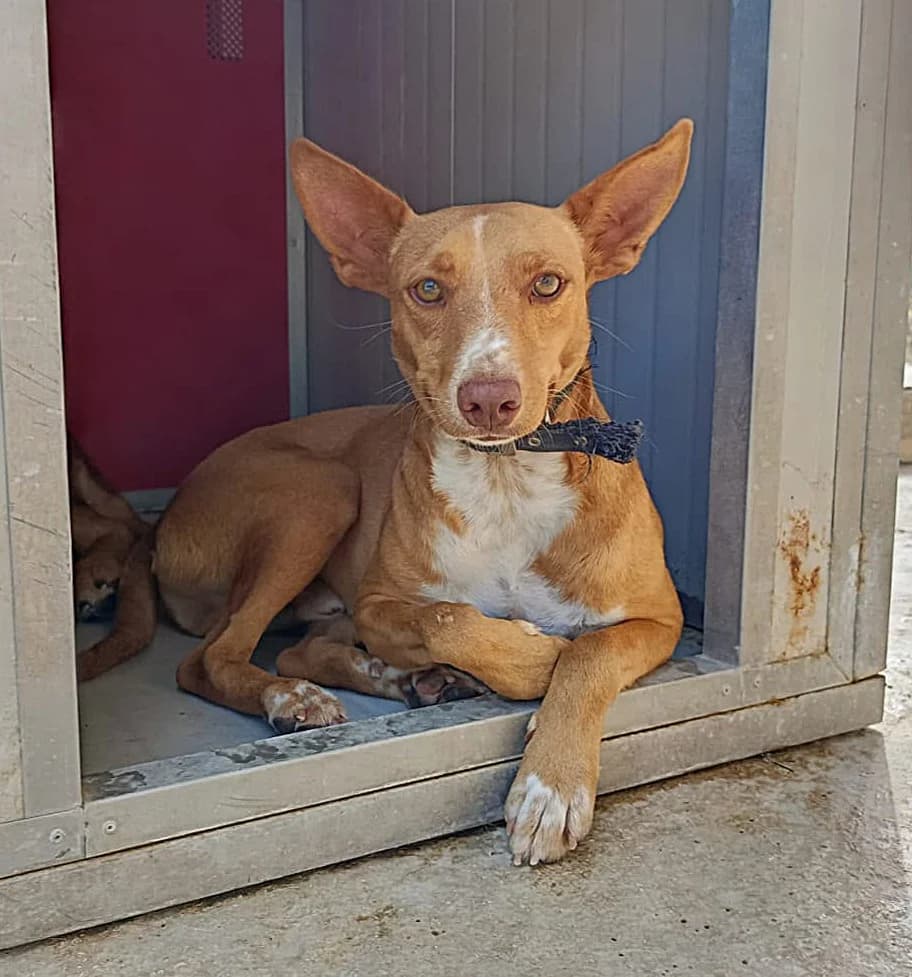 Quimey, male young Mixed Breed for adoption at Ein Freund fürs Leben e.V., Berlin