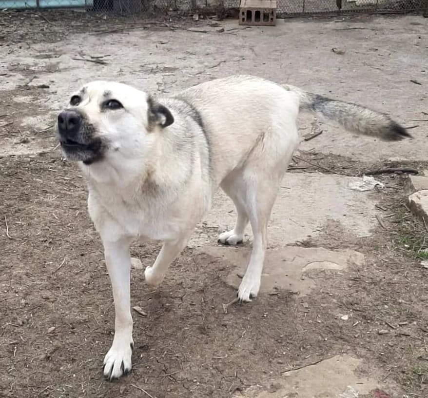 Raya, female young Mixed Breed for adoption at Ein Freund fürs Leben e.V., Berlin