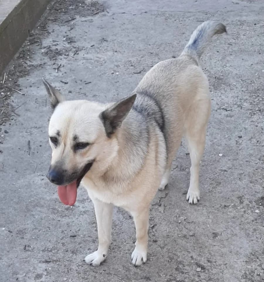 Raya, female young Mixed Breed for adoption at Ein Freund fürs Leben e.V., Berlin