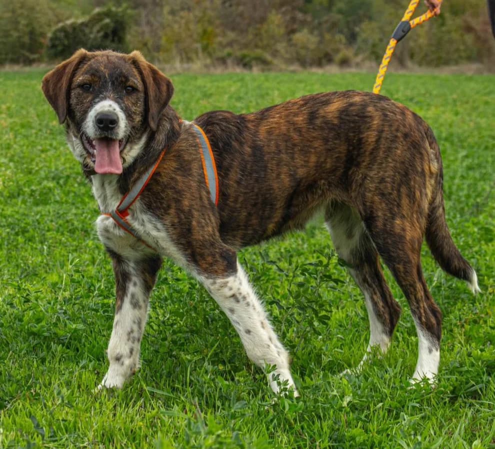 Reia, female young Mixed Breed for adoption at Ein Freund fürs Leben e.V., Berlin