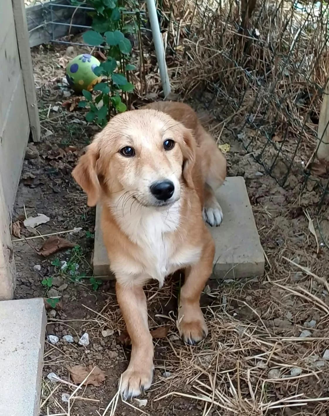 Rico, female Mixed Breed for adoption at Ein Freund fürs Leben e.V., Berlin