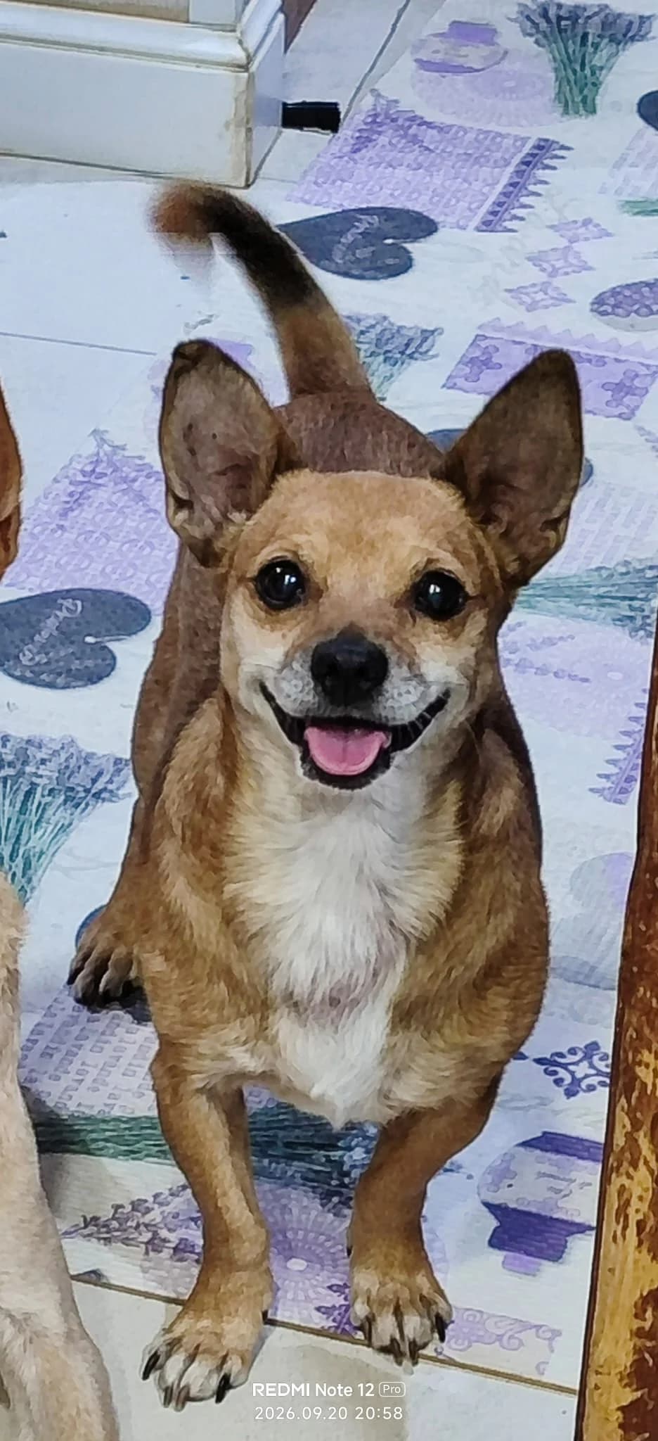 Ringo, male 7yo Mixed Breed for adoption at Ein Freund fürs Leben e.V., Berlin