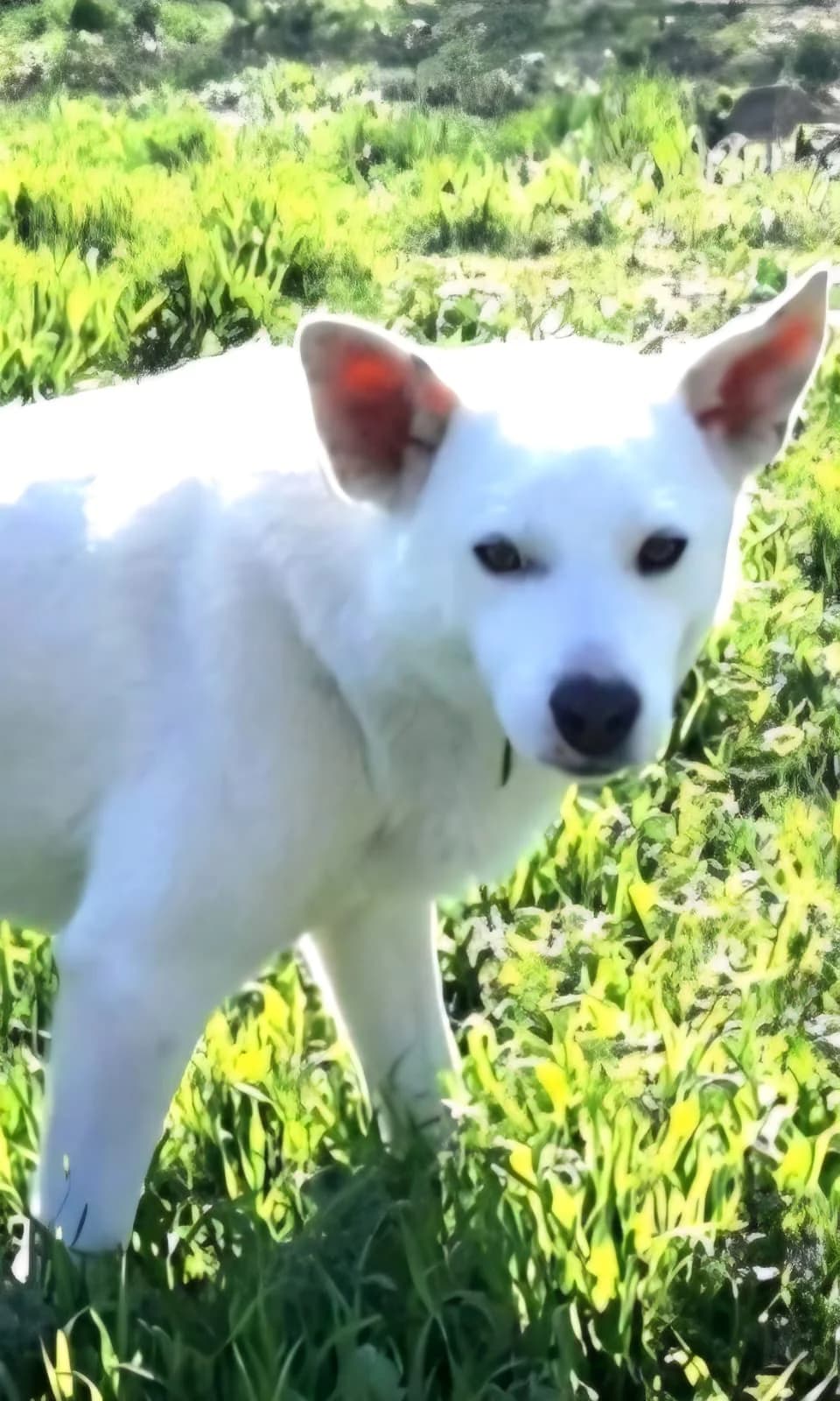 Robi - VON PRIVAT, male 5yo Mixed Breed for adoption at Ein Freund fürs Leben e.V., Berlin