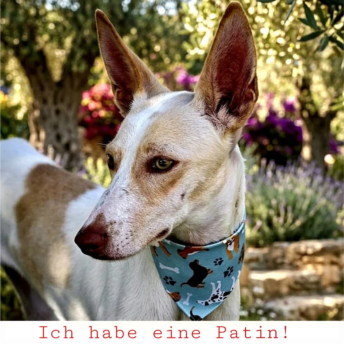 Roc, male young Mixed Breed for adoption at Ein Freund fürs Leben e.V., Berlin