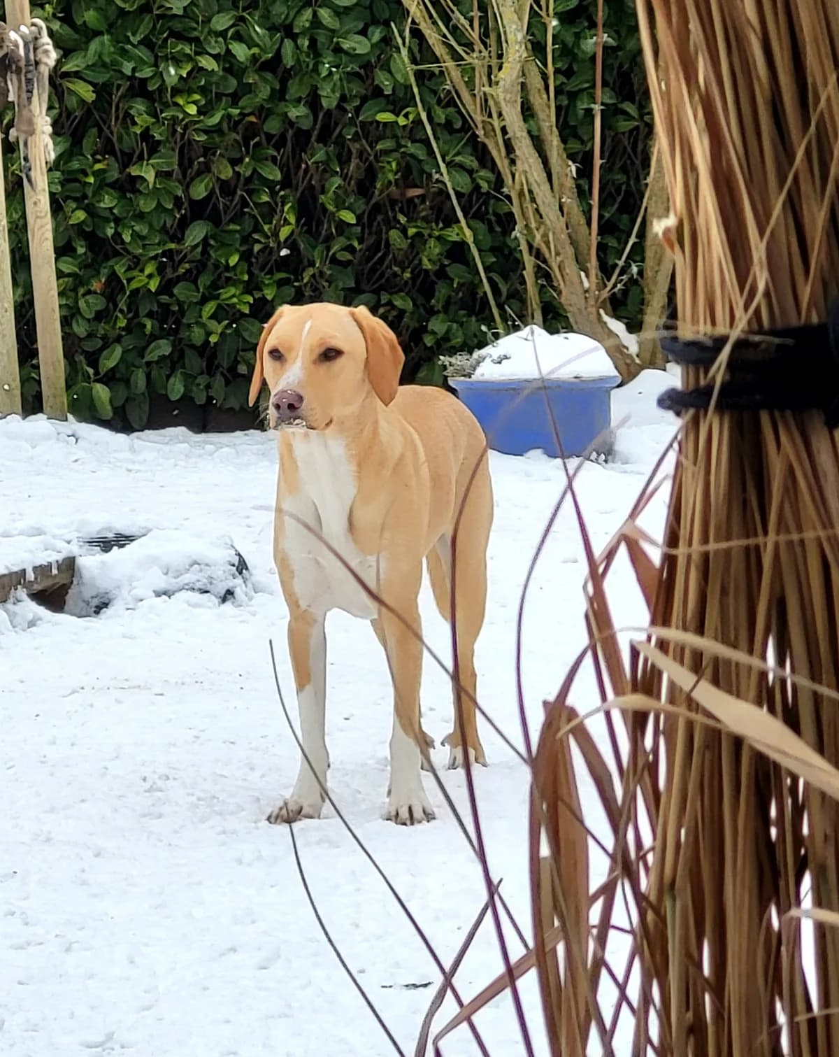 Rocky II, male young Mixed Breed for adoption at Ein Freund fürs Leben e.V., Berlin