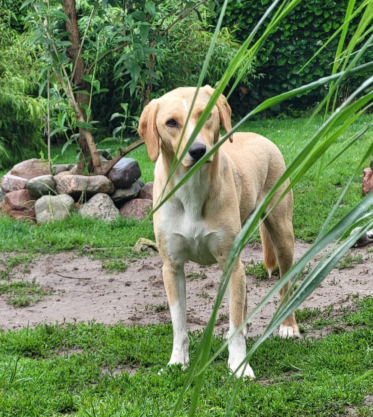 Rocky II, male young Mixed Breed for adoption at Ein Freund fürs Leben e.V., Berlin